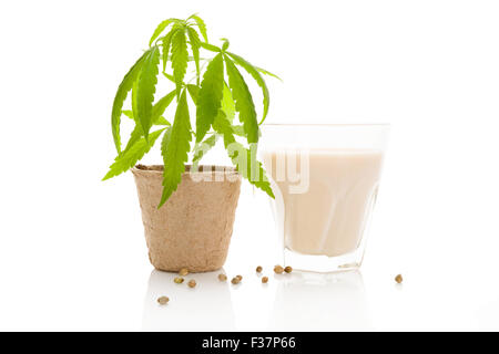 Non laitier le lait, l'alimentation végétalienne. Lait de chanvre. Plante de cannabis en pot et un verre de lait isolé sur fond blanc. Banque D'Images