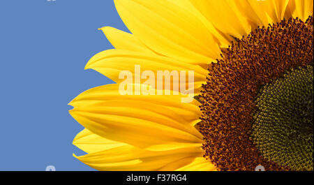 Tournesol sur belle journée d'été (helianthus) ellerton yorkshire royaume uni Banque D'Images