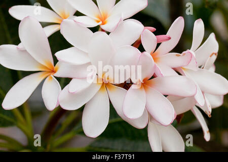 Le rire 'Pink' fleurs Plumeria - USA Banque D'Images