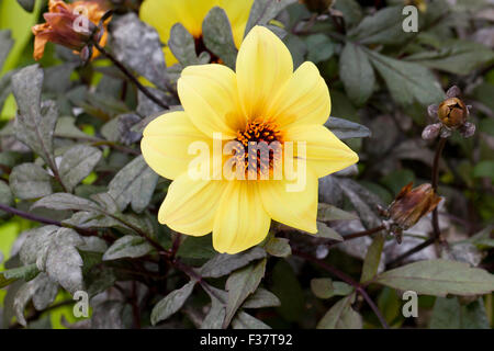 Dahlia 'Mystic' Illusion hybride - USA Banque D'Images