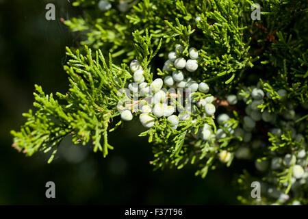 Le thuya de l'Est (Juniperus virginiana), aka Virginie genévrier - Virginia USA Banque D'Images