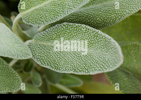 Plante de sauge (Salvia officinalis) - USA Banque D'Images