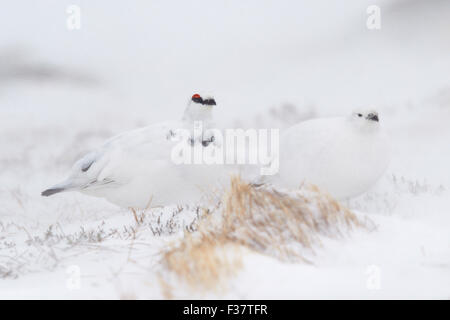 Un mâle et femelle Lagopède des saules (Lagopus lagopus) dans une tempête de neige, le Parc National de Cairngorms, en Écosse, Royaume-Uni Banque D'Images