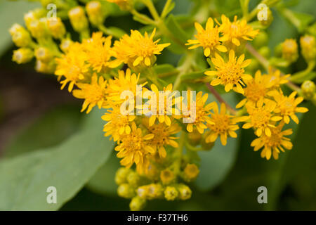 La verge d'Stiff-Leaved raide aka Houghton (Solidago rigida) - USA Banque D'Images