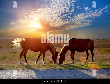 Deux chevaux paissant dans une prairie au coucher du soleil Banque D'Images