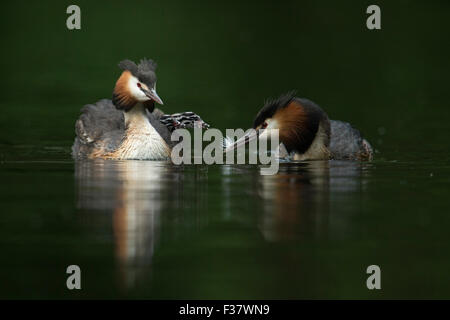 Une paire / famille de grèbe huppé / Haubentaucher ( Podiceps cristatus ) nourrissant ses jeunes / poussins avec plumes. Banque D'Images