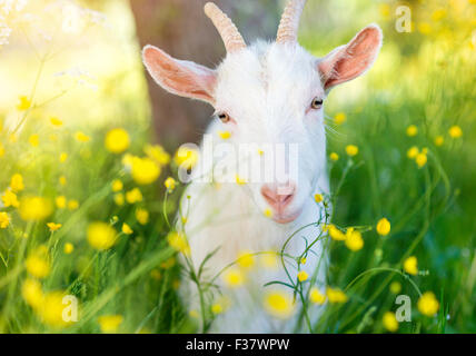 Cute dans la nature de chèvre Banque D'Images