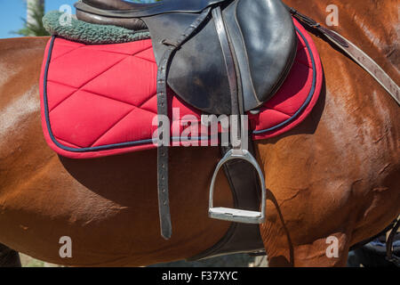 Un cheval sellé sur le dos d'un cheval de sport Banque D'Images