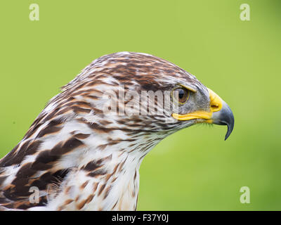 Buse rouilleuse buse, profil. Oiseau de proie. Buteo regalis. Banque D'Images