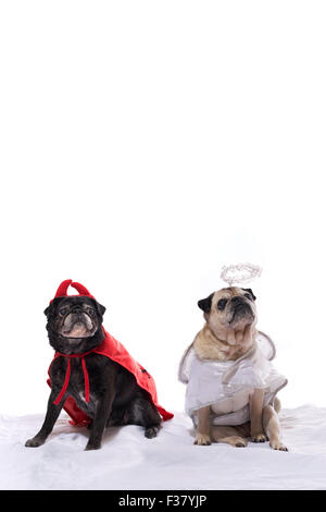 Deux chiens pug, noir et couleur fauve, habillés en costume d'ange et diable Banque D'Images