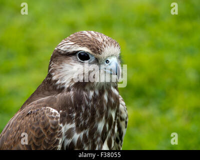 Oiseau de proie. Faucon sacre. Falco cherrug. Banque D'Images