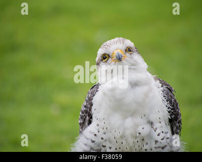 Lanner Gryx juvénile oiseau de proie. La fauconnerie etc. Banque D'Images