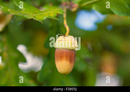 Acorn - Fruit d'un chêne venu en automne Banque D'Images