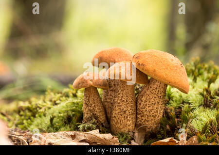 Trois espèces de champignons comestibles, red-capped Banque D'Images