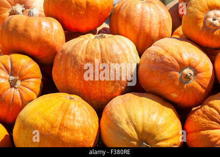 Citrouilles jaune mûr sur une pile au marché de fermiers dans une journée ensoleillée. Banque D'Images