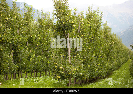 De nombreux jeunes arbres en rangées dans un jardin d'Apple. Elles sont mûres et juteuses avec pommes et presque prêt pour la cueillette. Banque D'Images