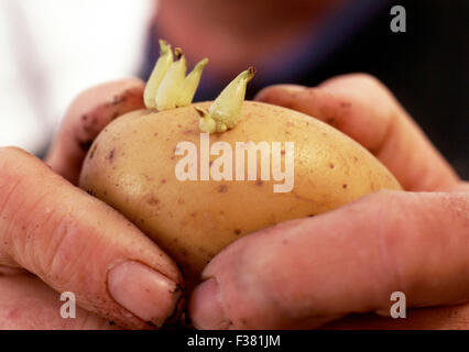 Mans hands holding sprouting seed pomme Banque D'Images