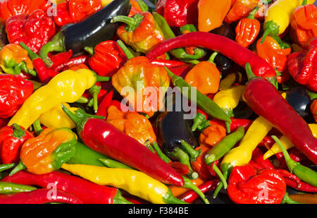 Une variété de piments frais (aci sivri, bird's eye, cayenne, lemon drop, naga, jalapeno pourpre) Scotch Bonnet, cultivés dans le Royaume-Uni. Banque D'Images