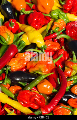 Une variété de piments frais (aci sivri, bird's eye, cayenne, lemon drop, naga, jalapeno pourpre) Scotch Bonnet, cultivés dans le Royaume-Uni. Banque D'Images