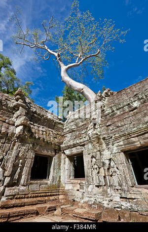 Ta Prohm temple. Parc archéologique d'Angkor, la Province de Siem Reap, au Cambodge. Banque D'Images