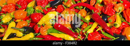 Une variété de piments frais (aci sivri, bird's eye, cayenne, lemon drop, naga, jalapeno pourpre) Scotch Bonnet, cultivés dans le Royaume-Uni. Banque D'Images