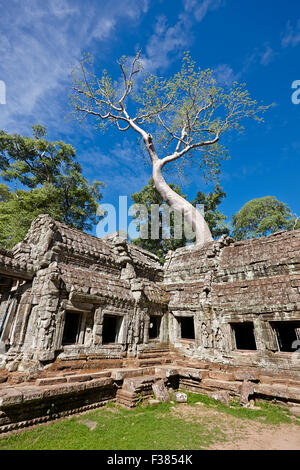 Ta Prohm temple. Parc archéologique d'Angkor, la Province de Siem Reap, au Cambodge. Banque D'Images