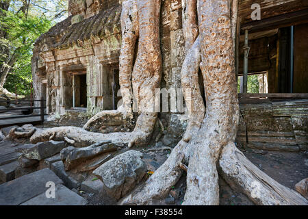 Ta Prohm temple. Parc archéologique d'Angkor, la Province de Siem Reap, au Cambodge. Banque D'Images