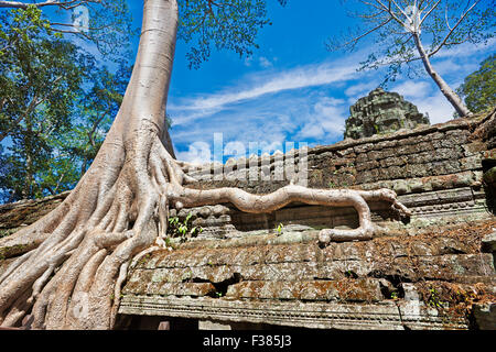 Grand arbre poussant sur Ta Prohm temple. Parc archéologique d'Angkor, la Province de Siem Reap, au Cambodge. Banque D'Images