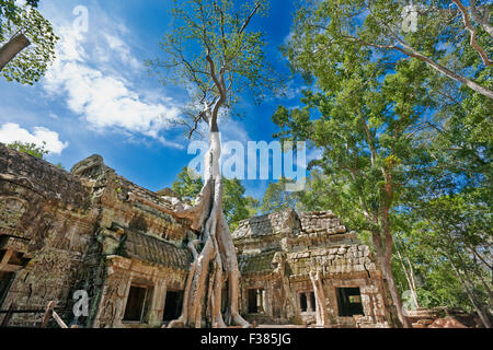 Ruines du temple de Ta Prohm avec arbres en surcroissance. Parc archéologique d'Angkor, province de Siem Reap, Cambodge. Banque D'Images