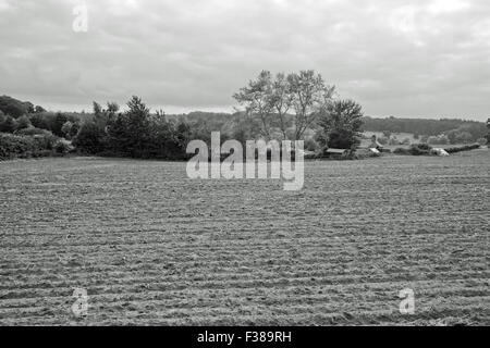 Champ d'élevage avec des bâtiments de ferme en arrière-plan Royaume-Uni Banque D'Images