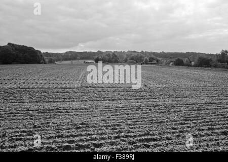 Champ d'élevage avec des bâtiments de ferme en arrière-plan Royaume-Uni Banque D'Images