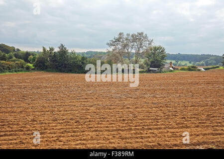 Champ d'élevage avec des bâtiments de ferme en arrière-plan Royaume-Uni Banque D'Images