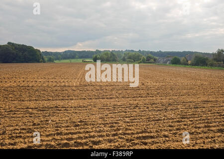 Champ d'élevage avec des bâtiments de ferme en arrière-plan Royaume-Uni Banque D'Images