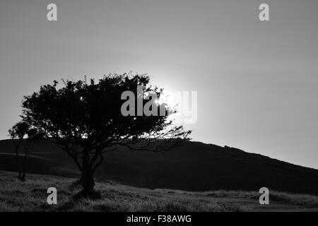 Soleil de l'été qui brillait à travers les arbres Brean Down à. Banque D'Images