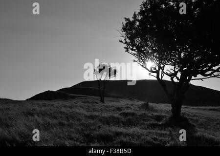 Soleil de l'été qui brillait à travers les arbres Brean Down à. Banque D'Images