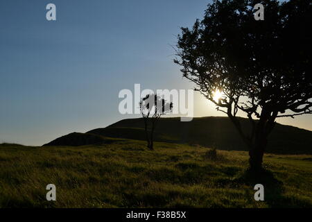 Soleil de l'été qui brillait à travers les arbres Brean Down à. Banque D'Images