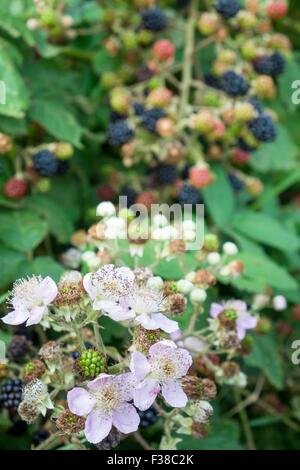 - Ronce commune Rubus fruticosus, montrant des fleurs avec des fruits en arrière-plan. Banque D'Images