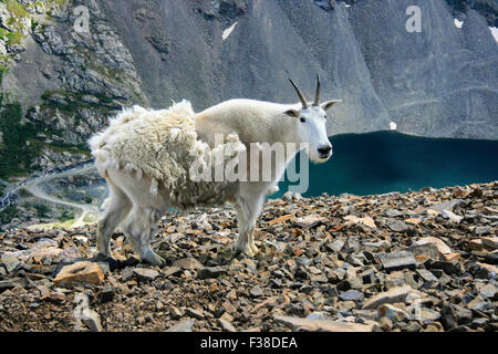 La chèvre de montagne isolés, versant son wool se préparer pour les mois d'été à venir. Banque D'Images