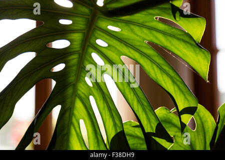 Gros plan d'une feuille de palmier Banque D'Images