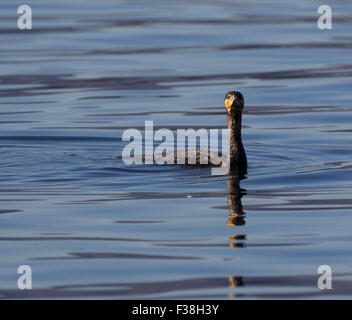 Le lac Windermere, Cumbria, Royaume-Uni. 1er octobre 2015. Météo Royaume-uni journée ensoleillée les pieds dans l'eau pour la faune jeune cormoran (Phalacrocorax carbo) - Crédit : Gordon Shoosmith/Alamy Live News Banque D'Images