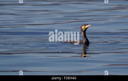 Le lac Windermere, Cumbria, Royaume-Uni. 1er octobre 2015. Météo Royaume-uni journée ensoleillée les pieds dans l'eau pour la faune jeune cormoran (Phalacrocorax carbo) - Crédit : Gordon Shoosmith/Alamy Live News Banque D'Images