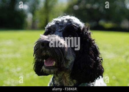 Cute Black & White Cockapoo dans Parc avec fond herbeux Banque D'Images