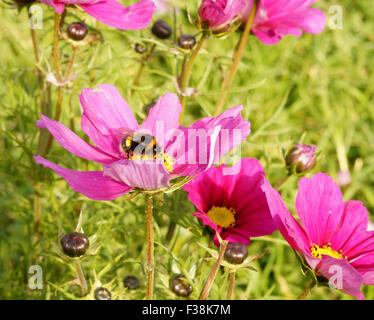 Bourdon sur fleur rose sauvage dans un champ de fleurs sauvages et d'herbe verte, ressemble à Daisy Rose Banque D'Images