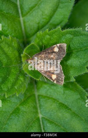 La monnaie d'amphibien - Pyrausta aurata. Ponte sur Menthe Jardin Banque D'Images