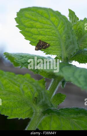 La monnaie d'amphibien - Pyrausta aurata. En ponte sur Apple Mint Banque D'Images