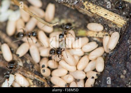 Lasius niger - jardin ant, avec des oeufs Banque D'Images