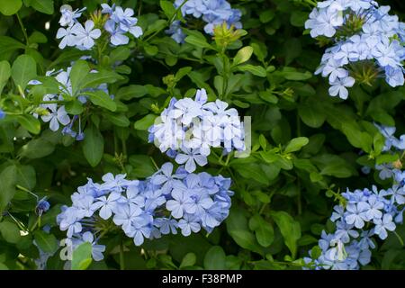 Plumbago auriculata Banque D'Images