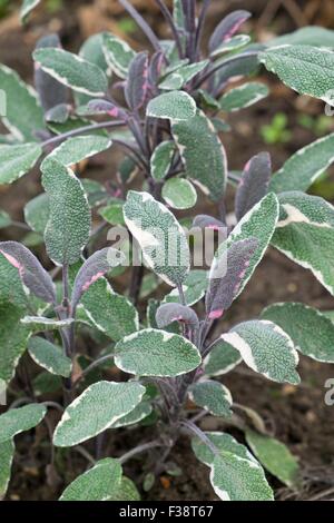 Salvia officinalis 'Tricolor' (v), la sauge 'Tricolor' Banque D'Images