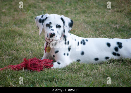 Pure Race Chiot Dalmatien à 13 semaines Banque D'Images