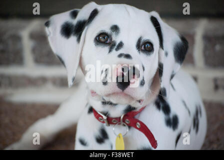 Pure Race Chiot Dalmatien à 13 semaines Banque D'Images